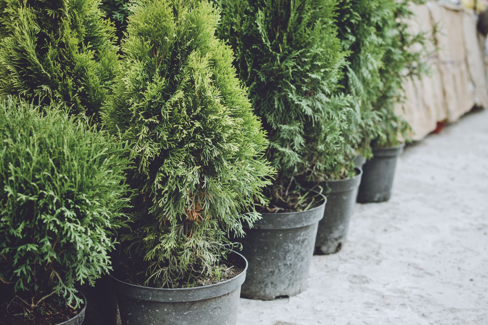 Projects Splawn Landscape & Design Huntsville, AL